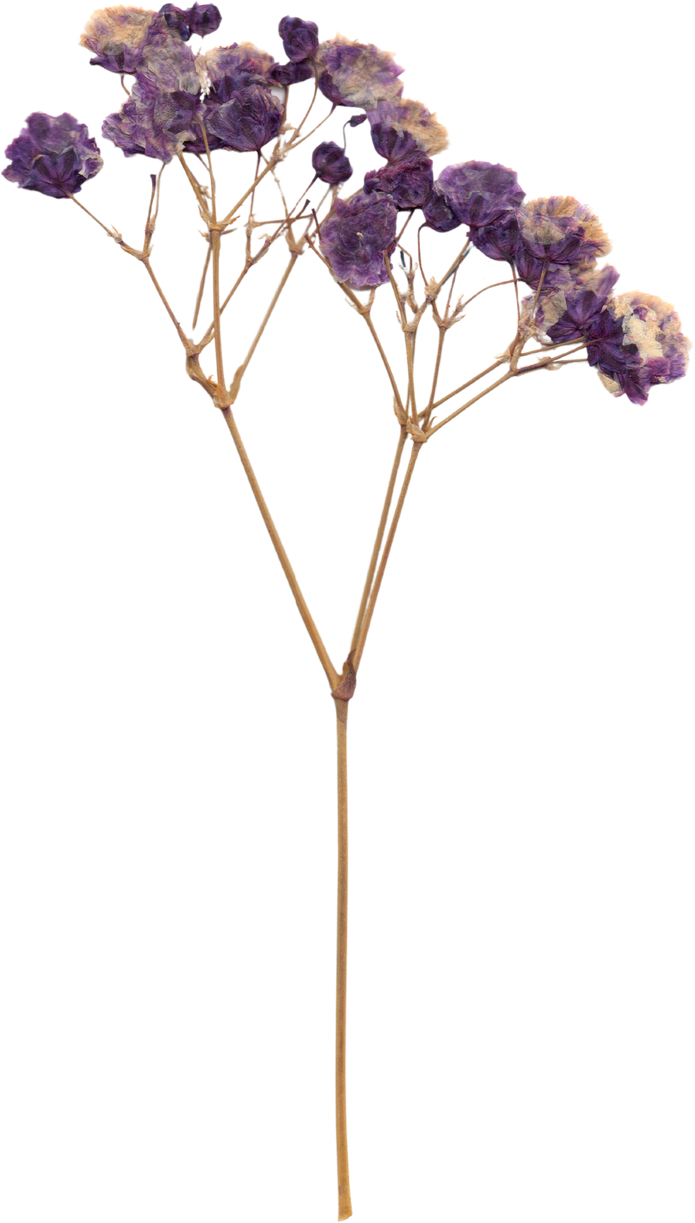 Pressed and Dried Flower