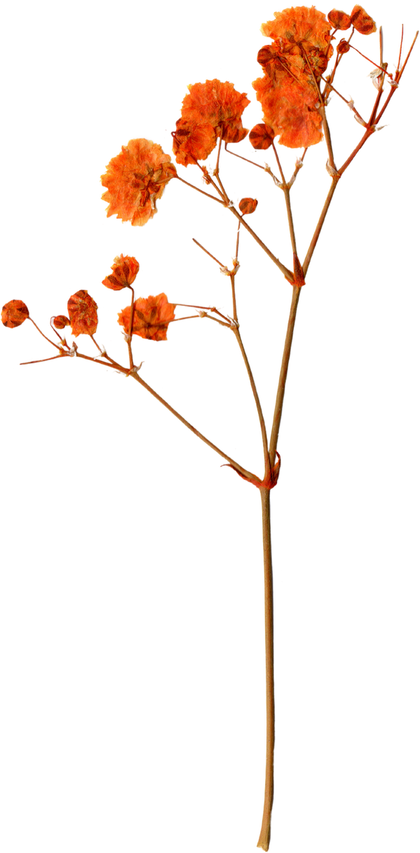 Pressed and Dried Flower