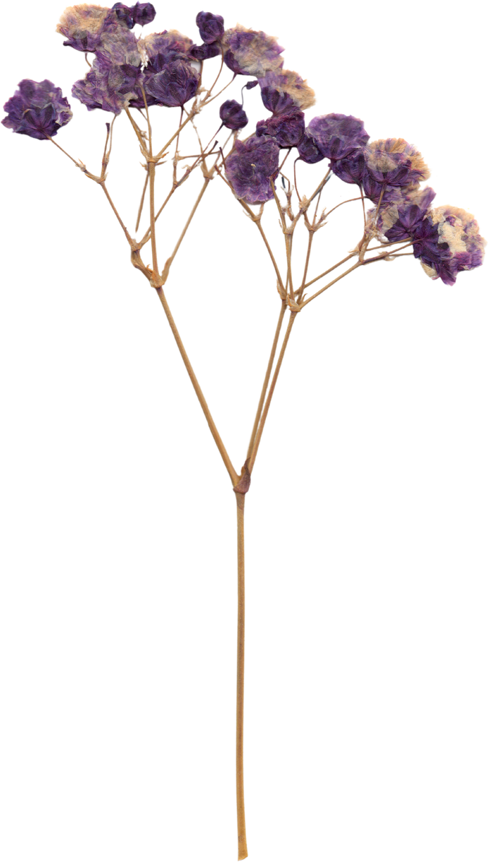 Pressed and Dried Flower